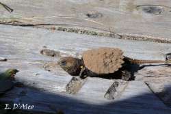 Snapping turtle Photo: Eric D’Aleo