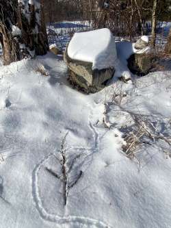 Snow mouse tracks Photo: Joy VanderLek