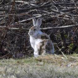 Snowshoe Hare Photo: AM Dannis