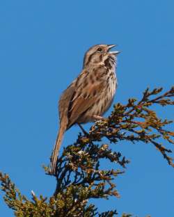 Song sparrow Photo: Ross Lanius