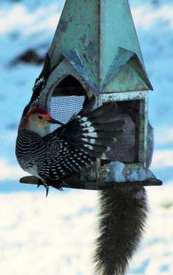 Squirrel Photo: Marion Simao