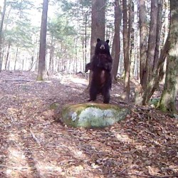 Bear Photo: Dan Hart
