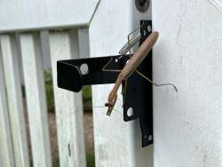 Praying mantis Photo: Karen Stocker