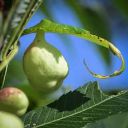 sumac leaf galls Photo: AM Dannis