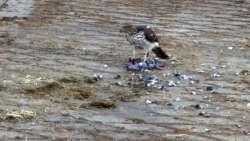 Bird Eating Photo: Sandy Stone