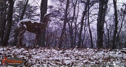 31_very_snowy_doe.jpg