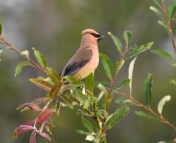 Waxwing Photo: Lonnie Jandreau