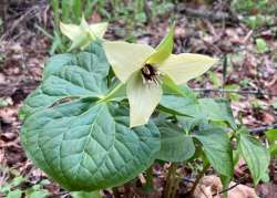 Rare trillium Photo: Karinne Heise