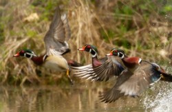 Wood Ducks in Flight Photo: Marty Kubli