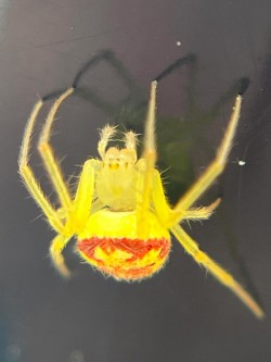 Yellow spider Photo: Jill DeVito