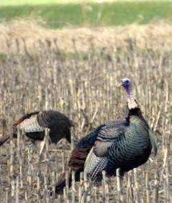 Tom turkey Photo: Paul F. Noel