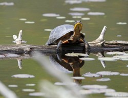 Blandings turtle Photo: Jackie Robidoux
