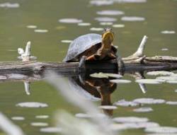 Blandings turtle Photo: Jackie Robidoux
