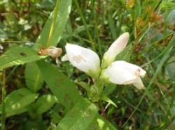 Turtlehead flowers Photo: Nate Rosebrooks