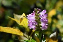 Ants on obedience Photo: Liz Thompson