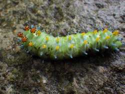 cecropia Photo: Frank Kaczmarek