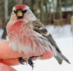 Common redpoll Photo: Tami Gingrich