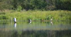 Herons with Egret Photo: Gregory Cox