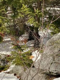 Snowshoe hare Photo: Sally Cornwell