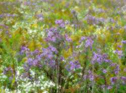 Aster Photo: Tami Gingrich