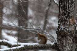 Red Squirrel Photo: Cindy Schneider