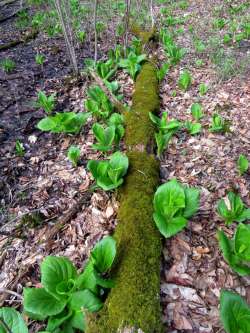 32_Skunk_Cabbage.jpg