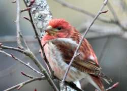 Purple finch Photo: Karinne Heise