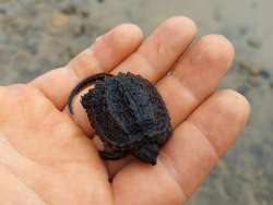 Baby snapper Photo: Katie