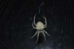 barn spider Photo: Tom Harris