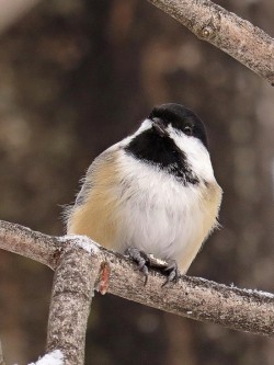 Black-Capped Chickadee Photo: Charlie Schwarz