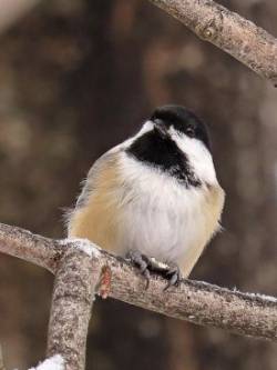 Black-Capped Chickadee Photo: Charlie Schwarz