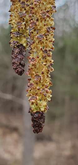 Black alder catkins Photo: Susan Lichty