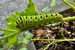 Swallowtail Photo: David Nallett