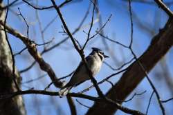 Bluejay Photo: Benjamin Wymer