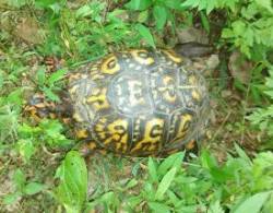 Box Turtle Photo: Bonnie Honaberger