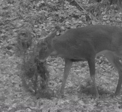 Buck Victor of Battle Photo: Bonnie Honaberger