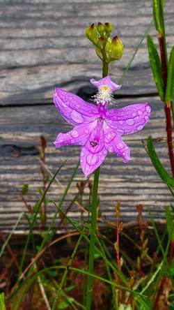 Tuberous grass pink Photo: Jonathan Schwartz