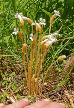 Cancer Root Photo: Patricia Liddle