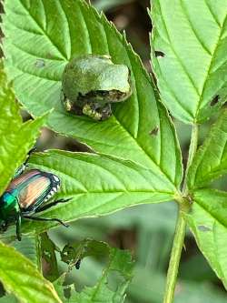 Tiny frog Photo: Jackie Choate