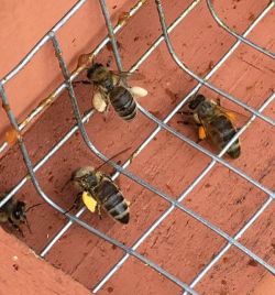 32_colorfulpollen.jpg