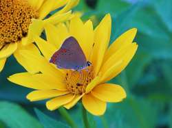 Coral Hairstreak Photo: Deb Clough