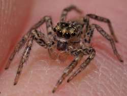 Dimorphic jumping spider Photo: Charlie Schwarz