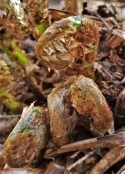 Fiddleheads Photo: Susan E. March