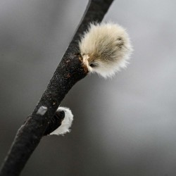 Pussy willow Photo: Sandy Dannis