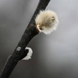 Pussy willow Photo: Sandy Dannis