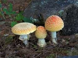 Fly amanita Photo: Charlie Schwarz