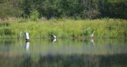 Herons with Egret Photo: Gregory Cox