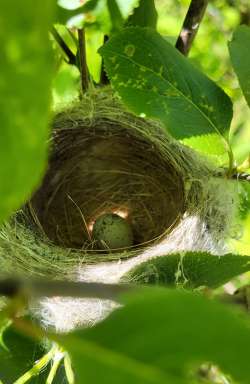 Hummingbird egg Photo: Jay Remington