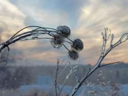 Ice Nature Photo: Geoffrey Bluh