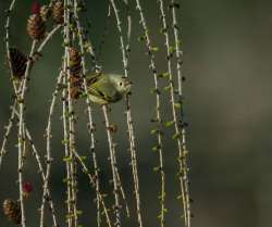 Kinglet Photo: Larry Litke